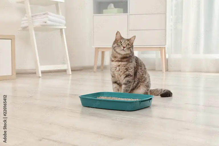 Adorable grey cat near litter box indoors. Pet care