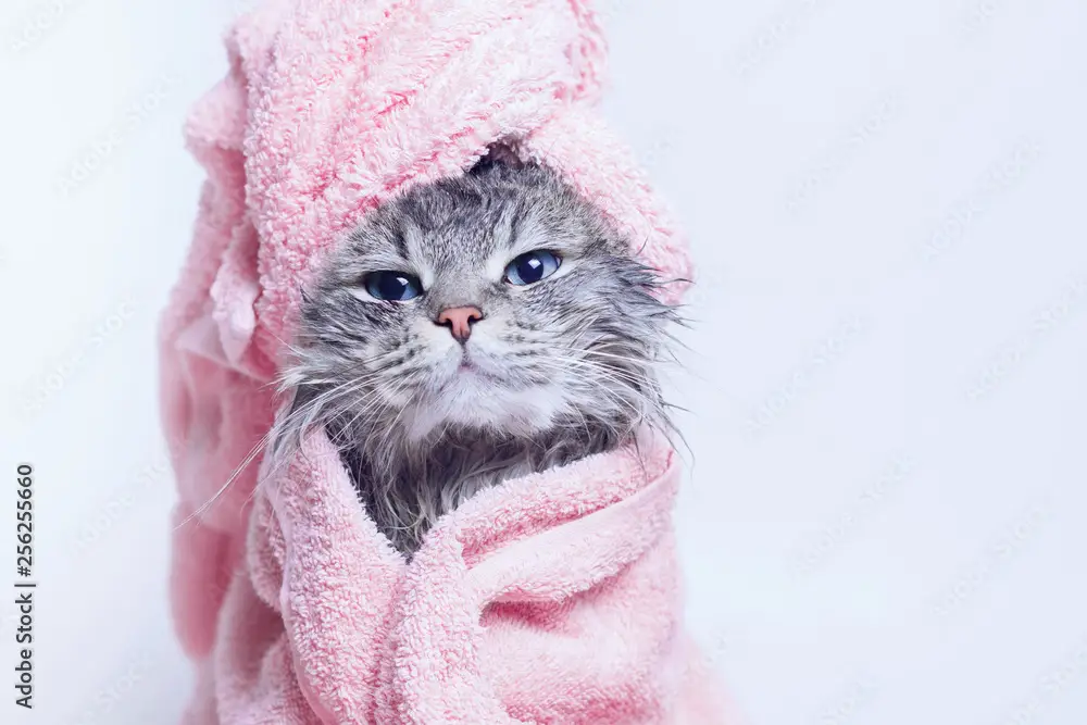 Funny smiling wet gray tabby cute kitten after bath wrapped in pink towel with blue eyes. Pets and lifestyle concept. Just washed lovely fluffy cat with towel around his head on grey background.