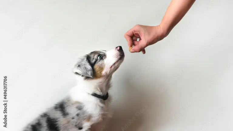 Puppy learning to obey. Dog training. Owner giving prize to dog. Isolated background. Border collie blue merle