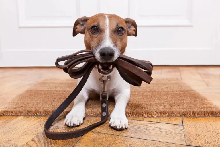 Top 10 Common Puppy Training Mistakes and How to Avoid Them