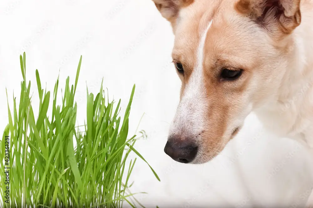 The dog eats fresh grass.Plant grass for the animals. Care and maintenance of pets.