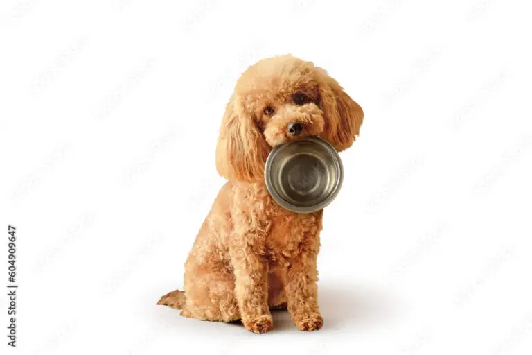 Toy poodle with empty bowl and - Concept of dog food nutrition and diet