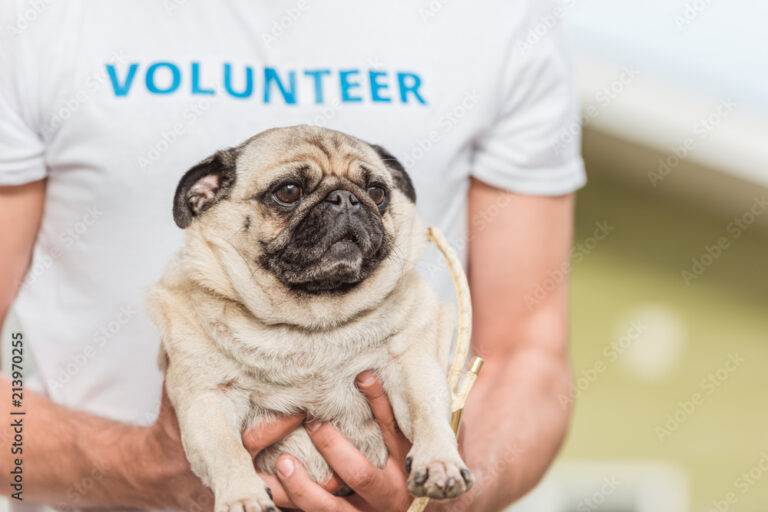 cropped image of volunteer of animals shelter holding funny pug dog