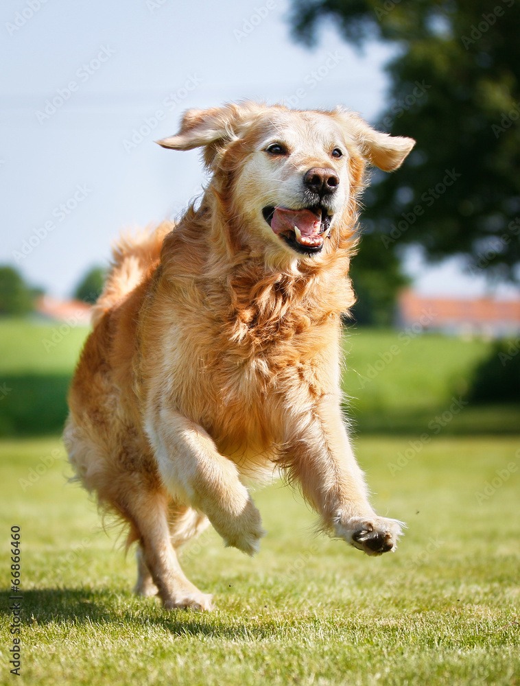 Golden retriever dog