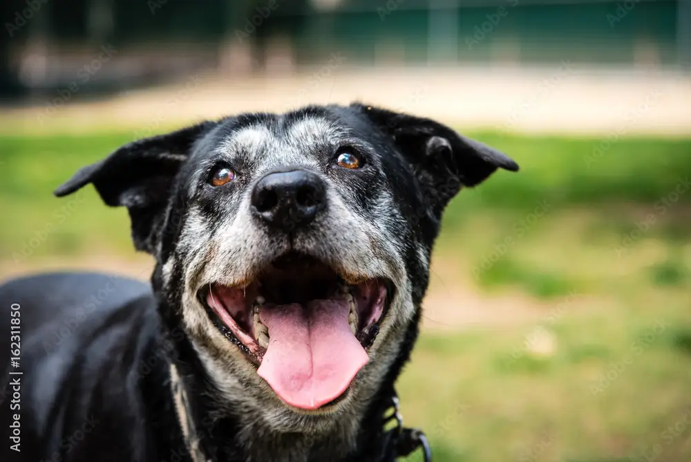 Portrait of a happy old dog at the dog park.