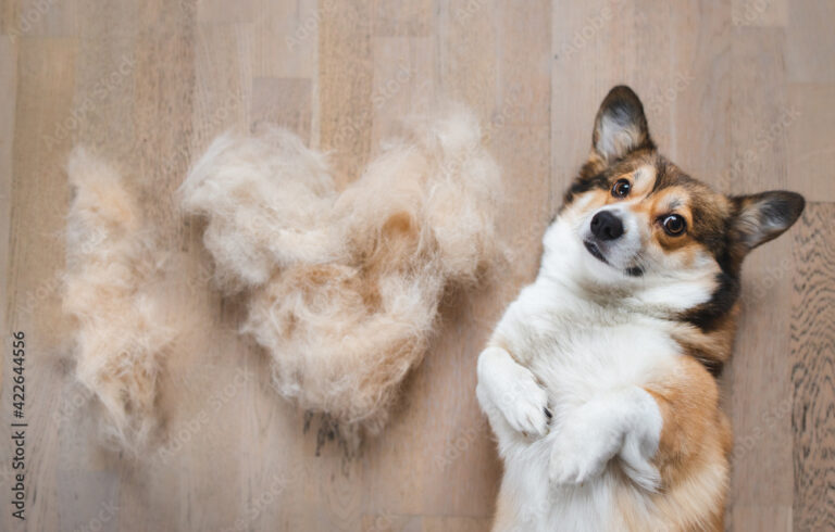 welsh corgi pembroke dog with shedded fur funny photo